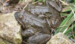 泥蛙养殖爆料怎么做视频,视频制作攻略与技巧揭秘